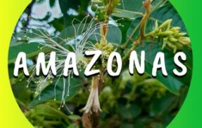 Fotografias do Amazonas 🦜